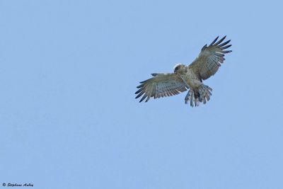 Circate Jean-le-Blanc, Circaetus gallicus