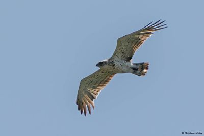 Circate Jean-le-Blanc, Circaetus gallicus
