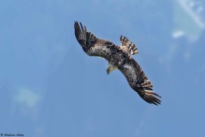 Short-toed Snake Eagle / Circate Jean-le-Blanc, Circaetus gallicus, Suisse, 2025