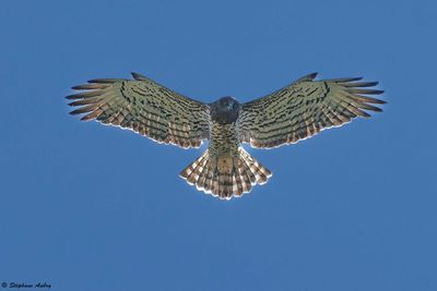 Circate Jean-le-Blanc, Circaetus gallicus