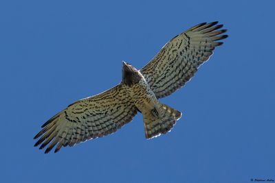 Circate Jean-le-Blanc, Circaetus gallicus