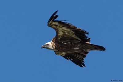 Griffon Vulture / Vautour fauve, Gyps fulvus, Suisse / 2025