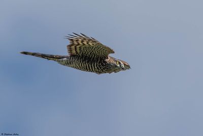 Epervier d'Europe, Accipiter nisus