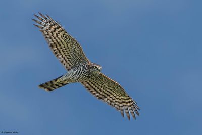 Epervier d'Europe, Accipiter nisus
