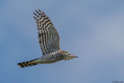 Eurasian Sparrowhawk / Epervier d'Europe