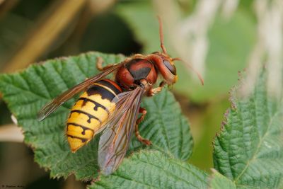 Vespa crabro