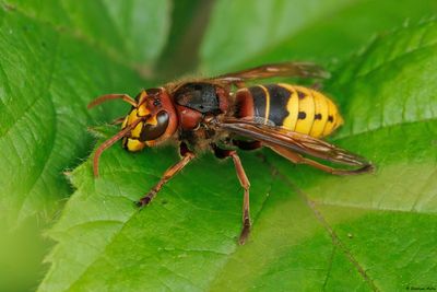 Vespa crabro
