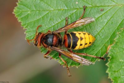 Vespa crabro