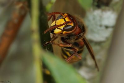 Vespa crabro