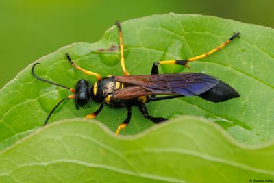 Sceliphron caementarium