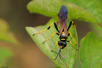 Sceliphron caementarium