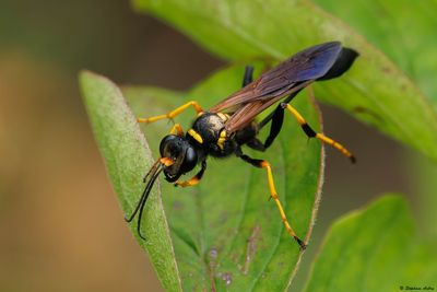 Sceliphron caementarium
