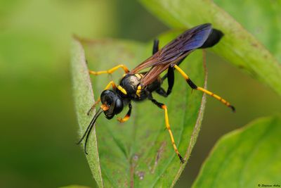 Vespidae