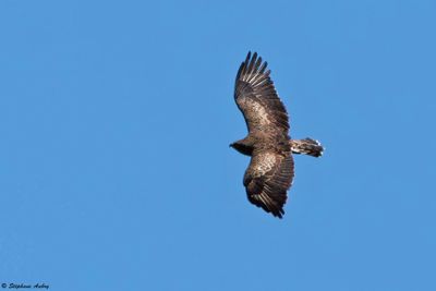 Circate Jean-le-Blanc, Circaetus gallicus