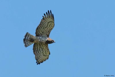 Short-toed Snake Eagle / Circate Jean-le-Blanc, Circaetus gallicus, Suisse, 2025