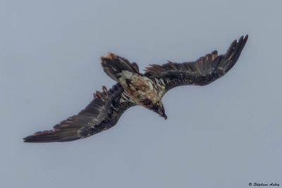 Bearded Vulture / Gypaète barbu, Gypaetus barbatus, Berne/Fribourg, CH, 2025