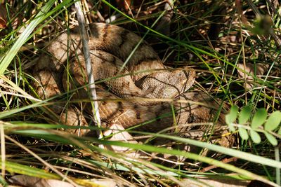 Vipera aspis, 29.08.25