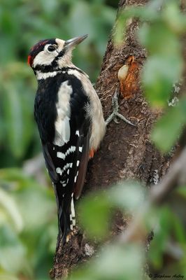 Pic peiche, Dendrocopos major