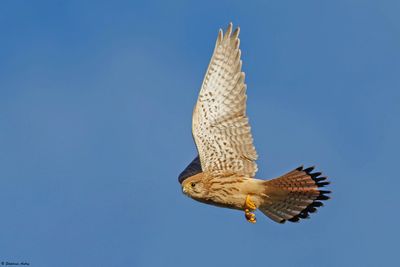 Kestrel / Faucon crécerelle