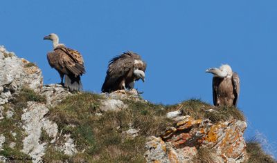 Griffon Vulture / Vautour fauve, Gyps fulvus, Suisse / 2025