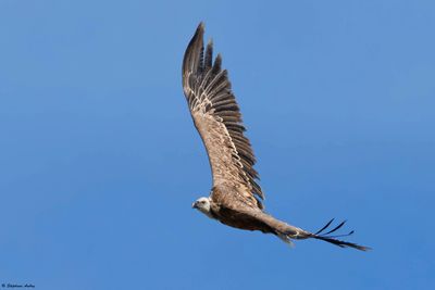 Vautour fauve, Gyps fulvus