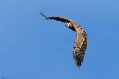 Vautour fauve, Gyps fulvus