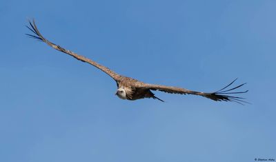 Vautour fauve, Gyps fulvus