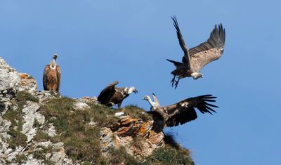 Vautour fauve, Gyps fulvus