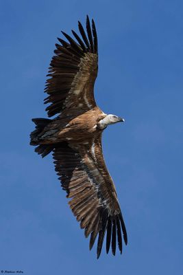 Griffon Vulture / Vautour fauve, Gyps fulvus, Suisse / 2025