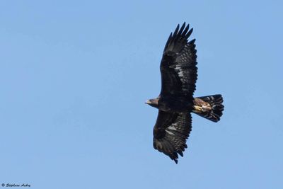 Golden Eagle / Aigle royal, Aquila chrysaetos, Berne-Fribourg, CH, 2024-25