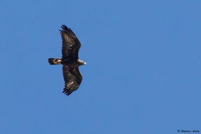 Golden Eagle / Aigle royal, Aquila chrysaetos, Valais, CH, 2025