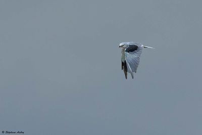 Elanion blanc, Elanus caeruleus