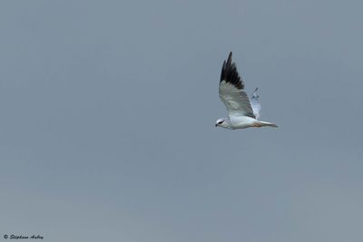 Elanion blanc, Elanus caeruleus