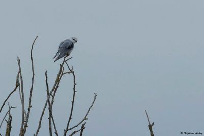 Elanion blanc, Elanus caeruleus