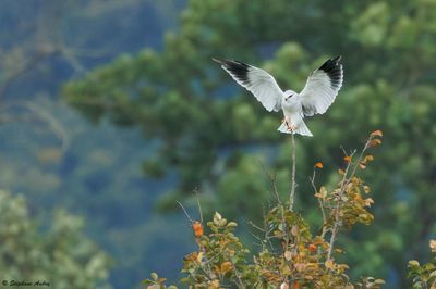 Black-shouldered Kite / Elanion blanc