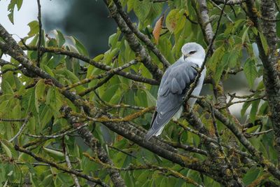 Elanion blanc, Elanus caeruleus