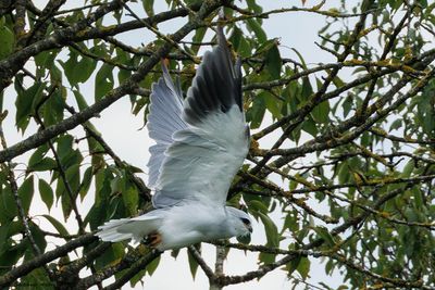 Elanion blanc, Elanus caeruleus