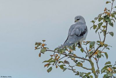 Elanion blanc, Elanus caeruleus