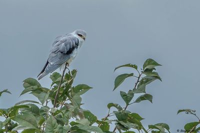 Elanion blanc, Elanus caeruleus