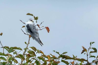Elanion blanc, Elanus caeruleus