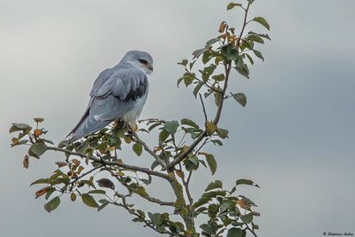 Elanion blanc, Elanus caeruleus