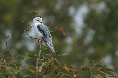 Elanion blanc, Elanus caeruleus