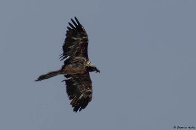Bearded Vulture / Gypate barbu, Gypaetus barbatus, Valais, CH, 2025
