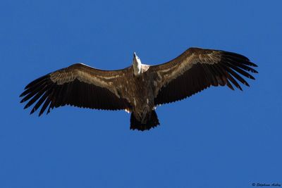 Griffon Vulture / Vautour fauve, Gyps fulvus, Suisse / 2025