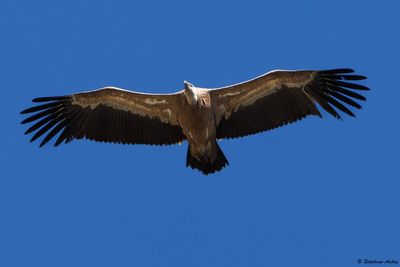 Griffon Vulture / Vautour fauve, Gyps fulvus, Suisse / 2025