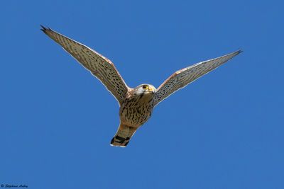 Kestrel / Faucon crcerelle