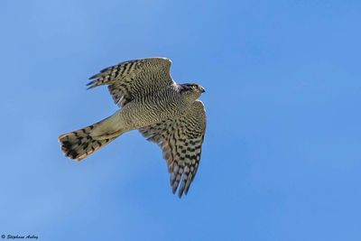 Epervier d'Europe, Accipiter nisus