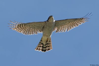 Epervier d'Europe, Accipiter nisus
