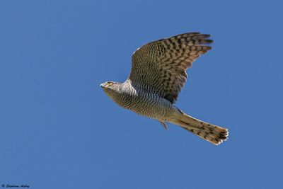 Epervier d'Europe, Accipiter nisus