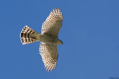 Eurasian Sparrowhawk / Epervier d'Europe